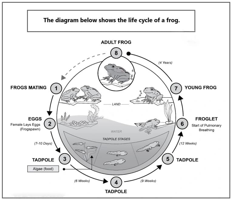 frog diagram